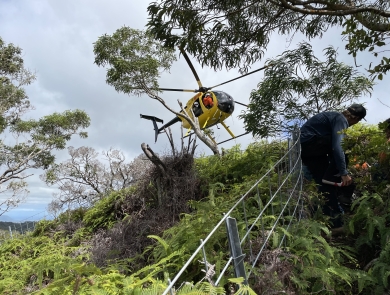 A yellow helicopter approaches a densely vegetated tropical hillside. A thin wire fence wraps up and around the hill. 