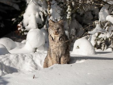 A Canada lynx sitting in deep snow surrounded by boreal forest.