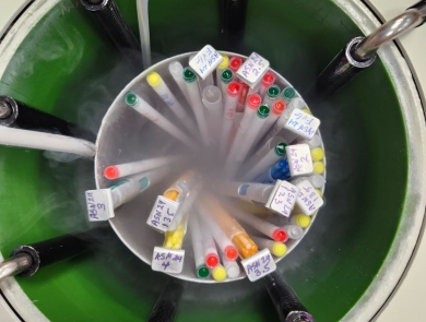 Canister full of cryogenic samples being pulled out of a liquid nitrogen filled dewar.