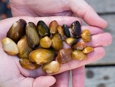 A variety of mussels in the hand of biologist