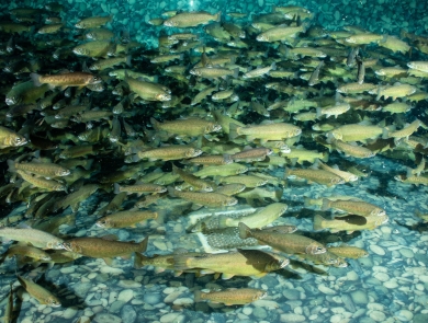 A school of tan and yellow Gila trout swim in a tank lined with rounded river stones.