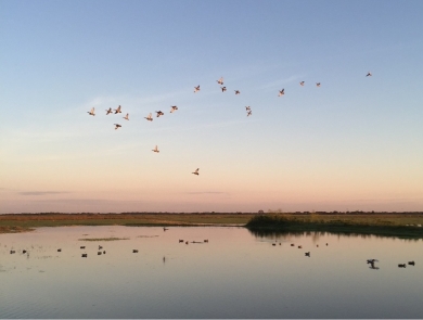 Ducks flying over a wetland on the Texas Gulf Coast prairie