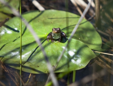 A frog rests on a lily pad in a wetland