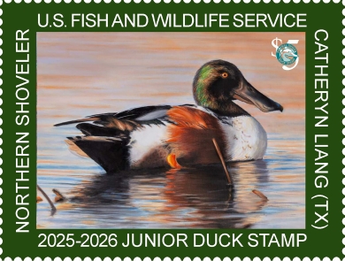 2025-2026 Junior Duck Stamp featuring a northern shoveler floating on water.