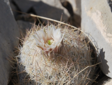 White to pink flower petals erupt near the top center of a globe-shaped plant filled with white and brown needle-like leaves.