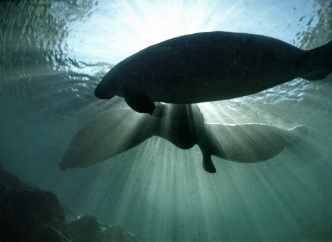 Endangered Florida manatee (Trichechus manatus), Crystal River National Wildlife Refuge