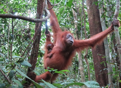 A mother orangutan and baby.