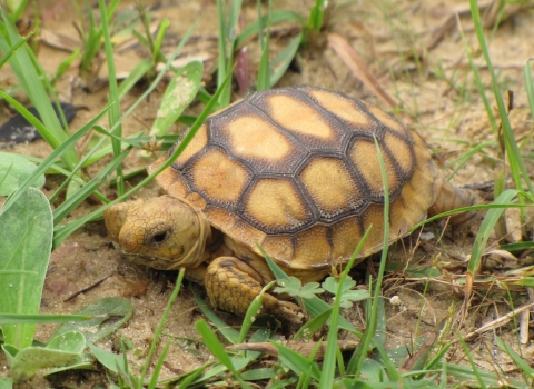 Young gopher tortoise is walking through grasses found in the longleaf ecosystem.