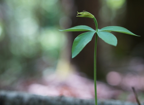 A picture of small whorled pogonia, a small green plant with a thin stem and leaves