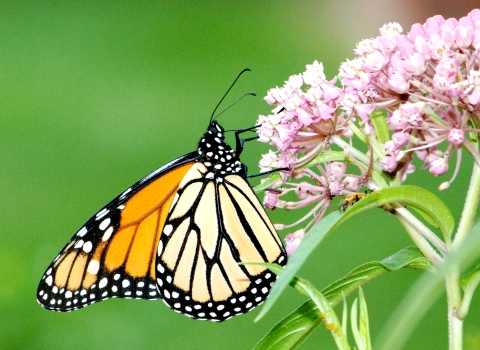 Monarch butterfly on swamp milkweed