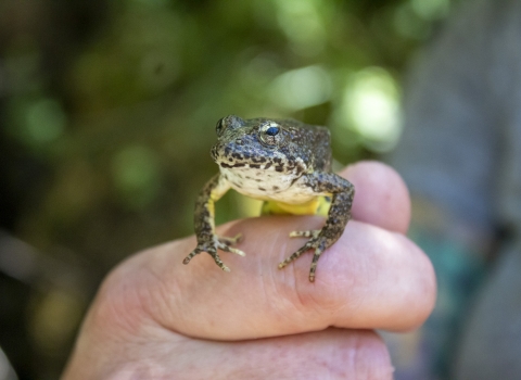 a hand holding a frog