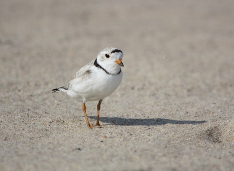 Small white bird with black markings on the beach