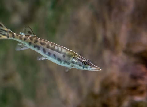 A small, spotted fish swimming.