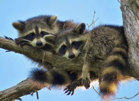 Looking up at two raccoons, side by side, resting lazily on a tree branch