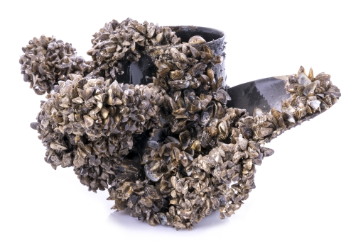 A propeller is covered in tiny mussel shells.