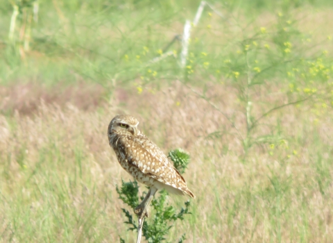 a burrowing owl perched on a bush in a field of grass