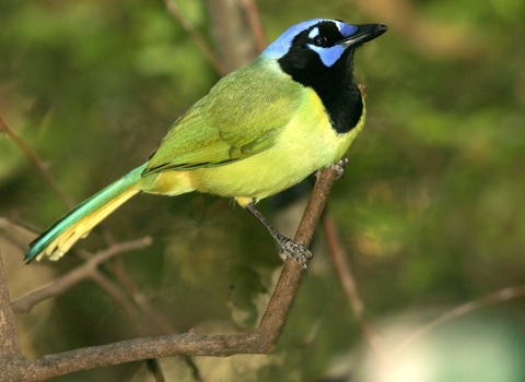 A small, mostly yellow-green bird with black and light blue markings on its breast and face perched on a thin branch