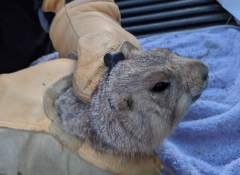 a prairie dog wearing a radio telemetry collar and held by gloved hands