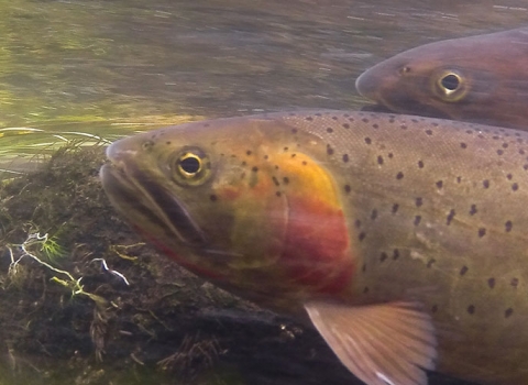 Native Cutthroat trout swimming in Yellowstone National Park