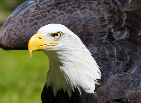 Bald eagle up close with wing raised