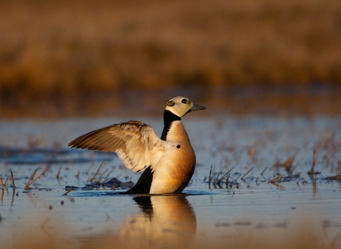 Male steller's eider displays in a pond