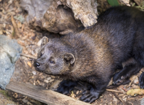 a close up photo of a fisher