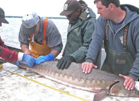 Atlantic Sturgeon Partners at work measuring Atlantic sturgeon
