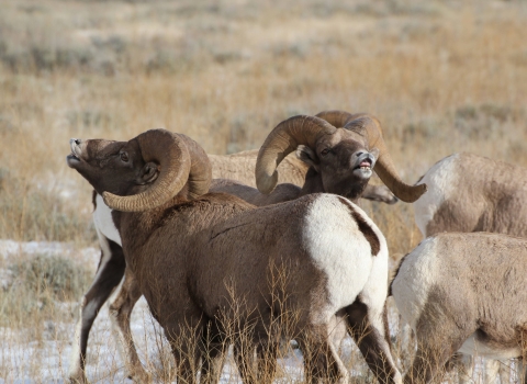 Two bighorn sheep with large curling horns look upwards with teeth showing