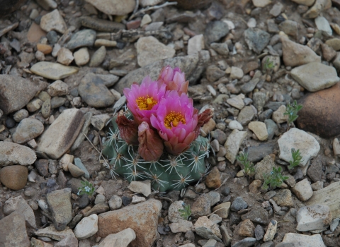 A flowering Pariette cactus.
