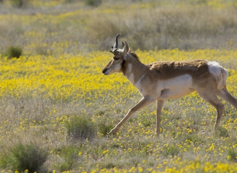 A Sonoran pronghorn runs through a field of yellow flowers.