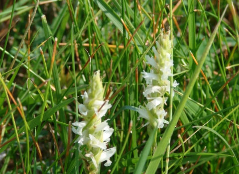 Flowering Ute ladies'- tresses. 