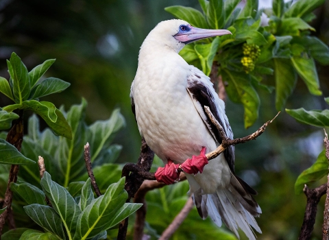 A red-footed booby stands on a brand. He has a white chest and body, with black wings, a blue face, and red feet. Green