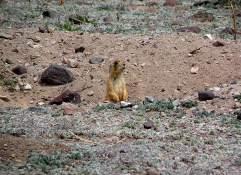 Utah prairie dog