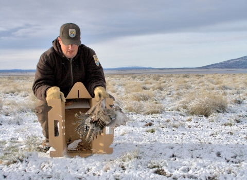 FWS staff releasing a Sage Grouse on Clearlake NWR