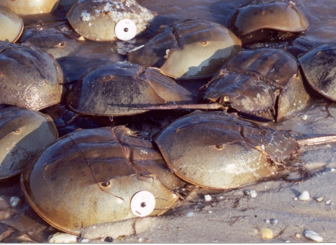 Close up photo of horseshoe crab with round tag attached to carapce