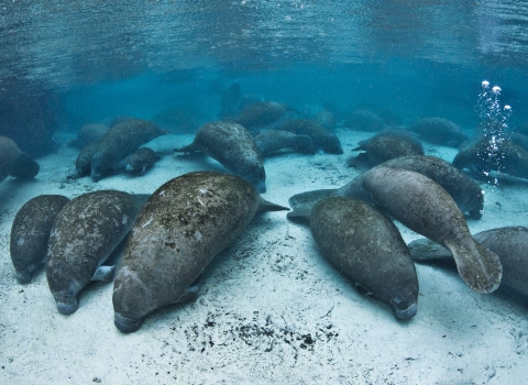 Group of manatees resting in the warm, clear, blue water of Three Sisters Springs 