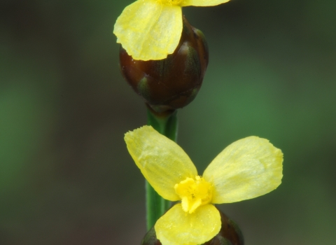 Two yellow flowers of the Tennessee Yellow-eyed-grass