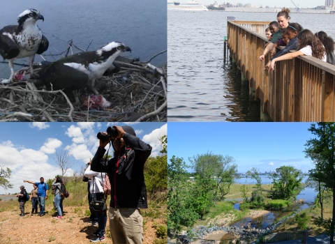 Collage of osprey pair, students on pier, new birdwatchers and restored wetland at masonville Cove