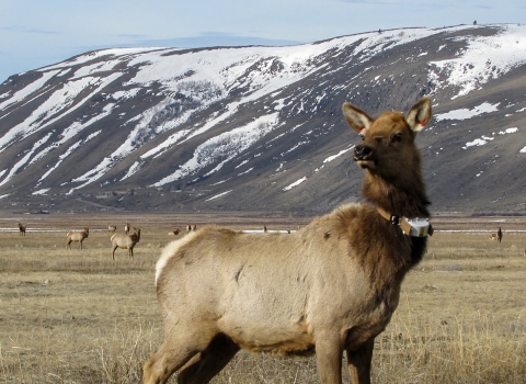 An elk with a collar stands in a field with other elk.