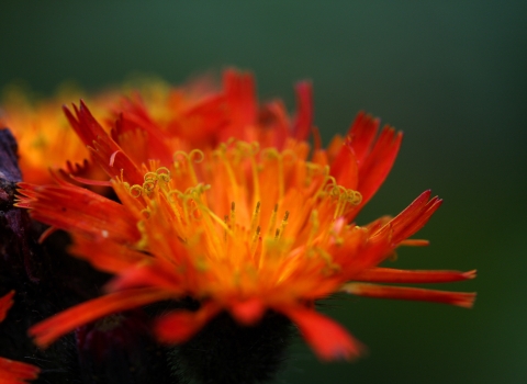 close up of orange flower