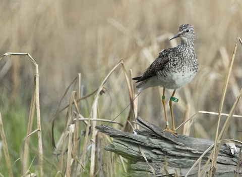 A Lesser Yellowlegs in Kanuti Refuge. There is a tag on the bird's upper left leg.