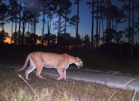 An image of a Florida panther walking at sunset.