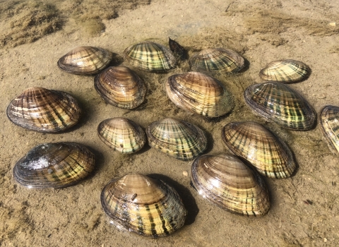 Photo of a fourteen Texas fatmucket mussels resting above a sand and algae streambed on a sunny day