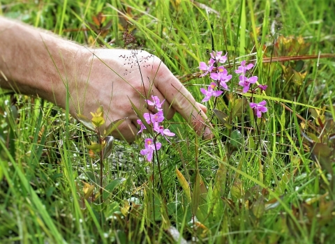 Biologist Scott Hereford points to a multiflowered grass-pink orchid in the savanna