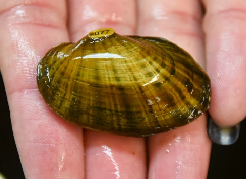 Texas Fatmucket freshwater mussel