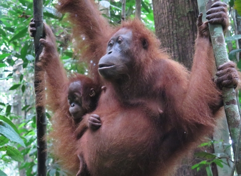 Orandutan with child