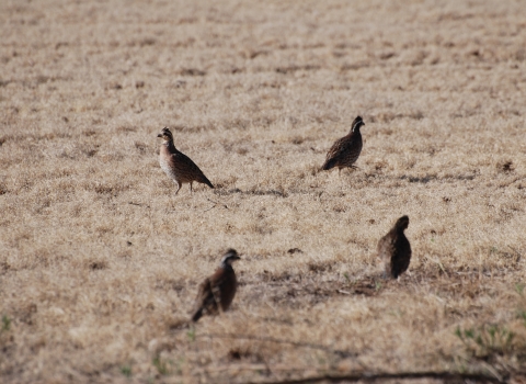 four bobwhites stand in a shortgrass area