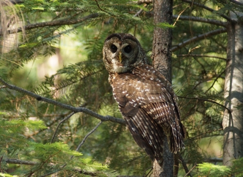 An adult California spotted owl sits on a tree branch looking at the camera