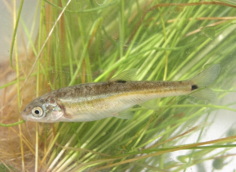 profile view of a moapa dace (fish)