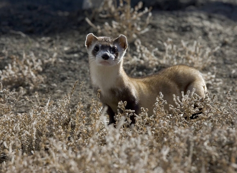 A black-footed ferret stands among dried vegetation.